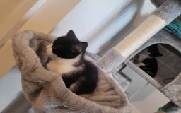 Mixed Breed cats for sale: Mixed British blue kittens  - Image 3