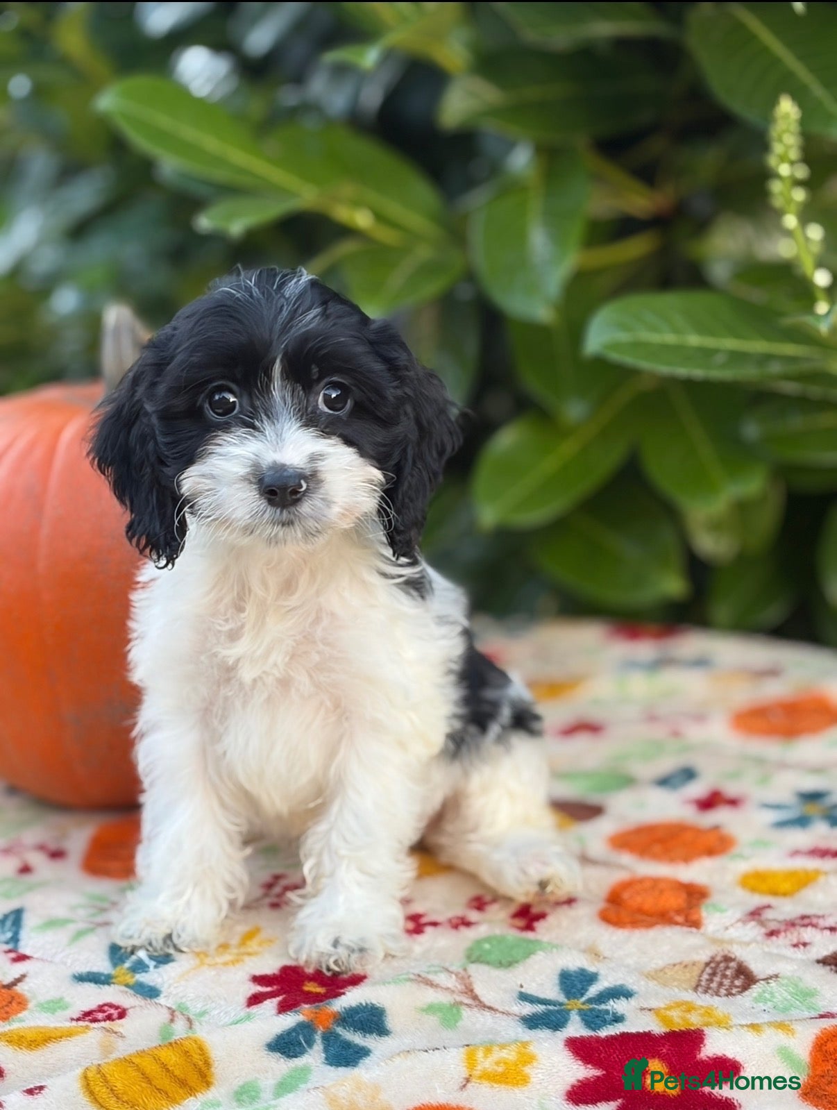 Cockapoo dogs for sale: 🌸 TOY COCKAPOO FEMALE AVAILABLE 🌸 - Advert 5