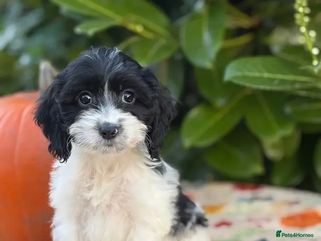 Cockapoo dogs for sale: 🌸 TOY COCKAPOO FEMALE AVAILABLE 🌸 - Advert 5