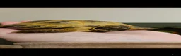 Tortoise reptiles for sale: Horsfield tortoise and full set up - Advert 5
