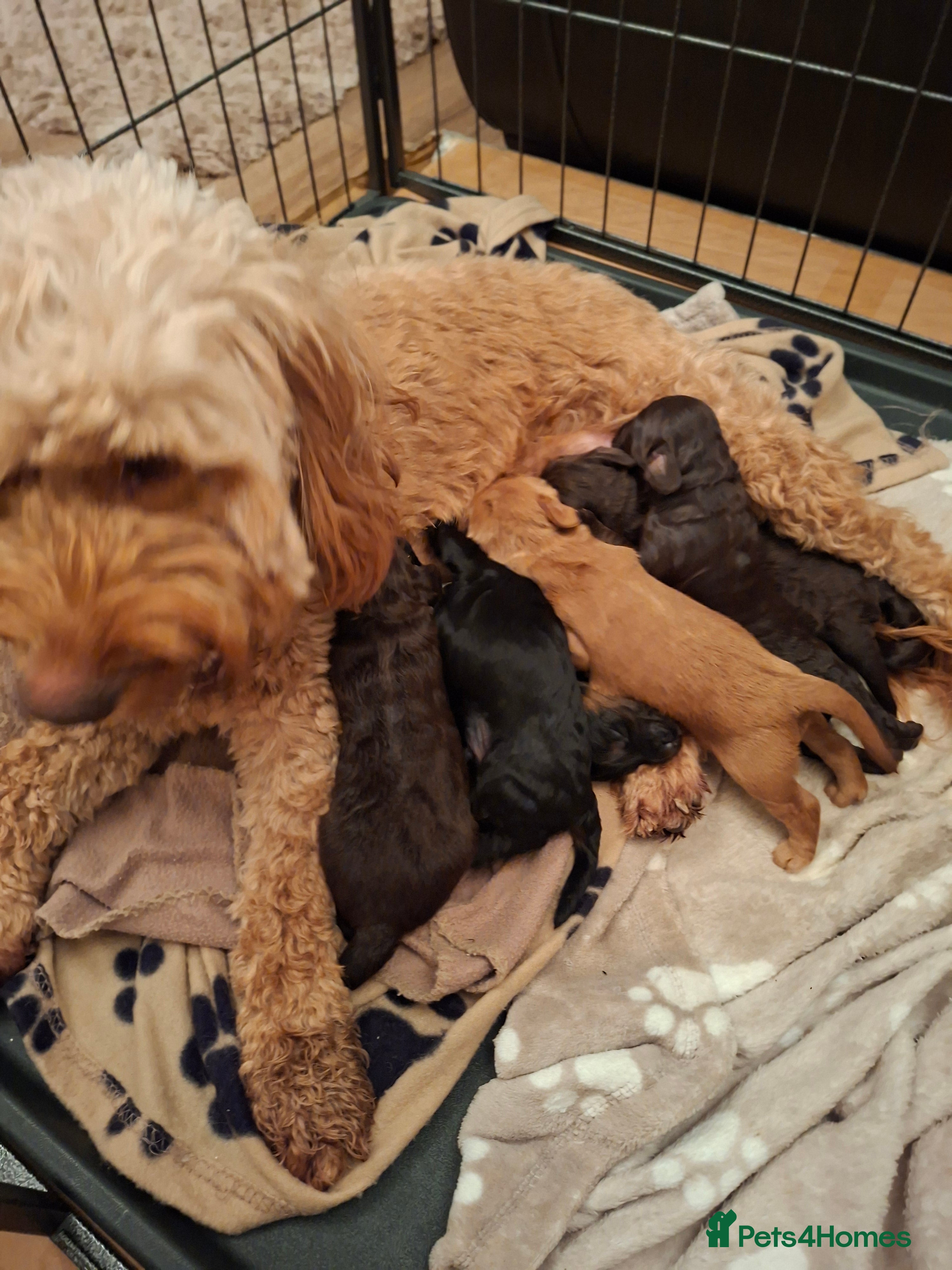 Cockapoo dogs Cockapoo puppies f2 - Advert 6