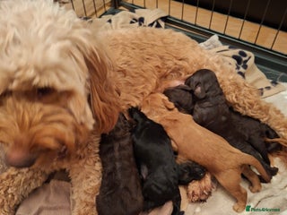 Cockapoo dogs Cockapoo puppies f2 - Advert 1