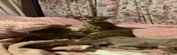 Oriental cats for sale: Cinnamon spotty - Advert 6