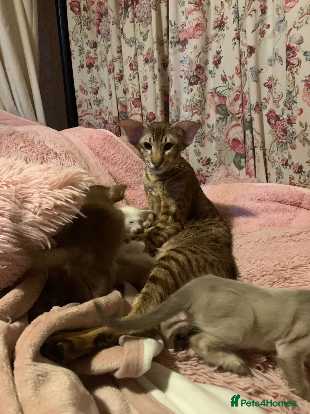 Oriental cats for sale: Cinnamon spotty - Advert 6