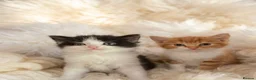 Mixed Breed cats for sale: 3 beautiful kittens for sale £300 - Advert 2