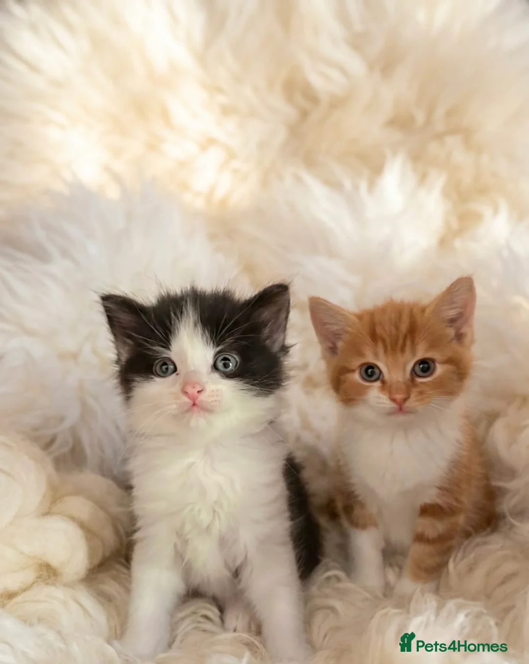 Mixed Breed cats for sale: 3 beautiful kittens for sale £300 - Advert 2