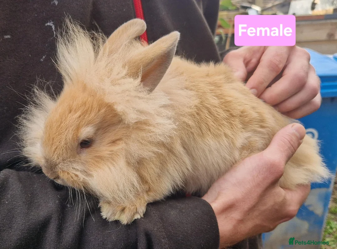 Mini Lion Lop rabbits for sale: Super Friendly Baby Lion Lops and Lop x Mini Rex   - Advert 18
