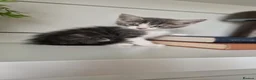 Maine Coon cats for sale: My maincoon Luna has had 7 beautiful kittens - Advert 7