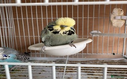 Budgerigars birds for sale: Exhibition budgie flock  - Image 14