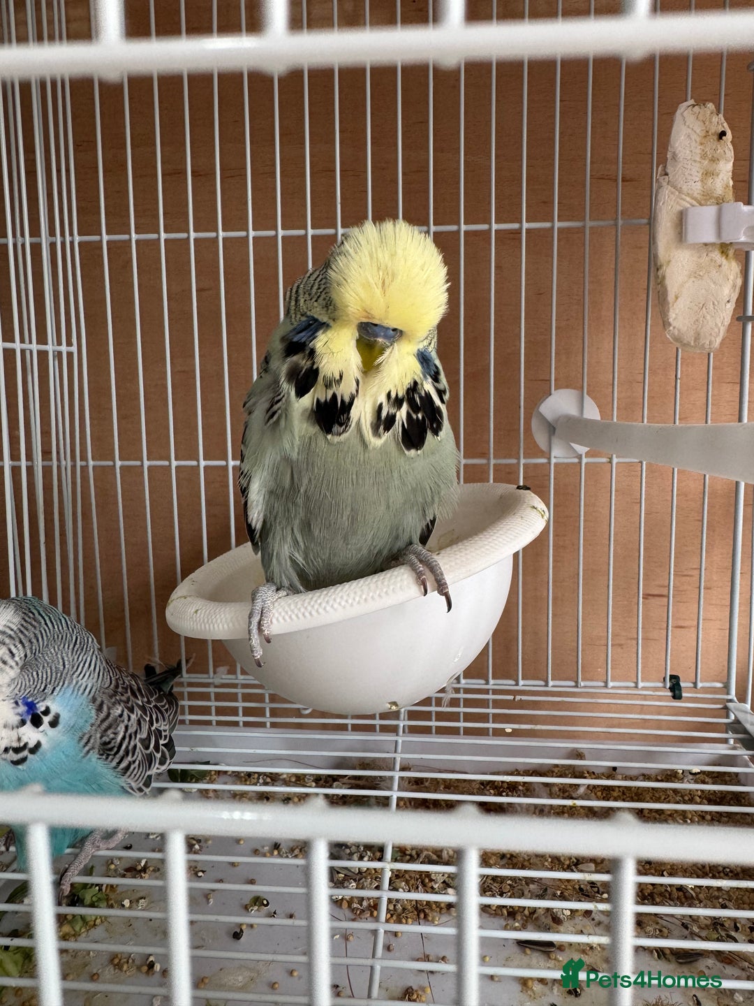 Budgerigars birds for sale: Exhibition budgie flock  - Image 14