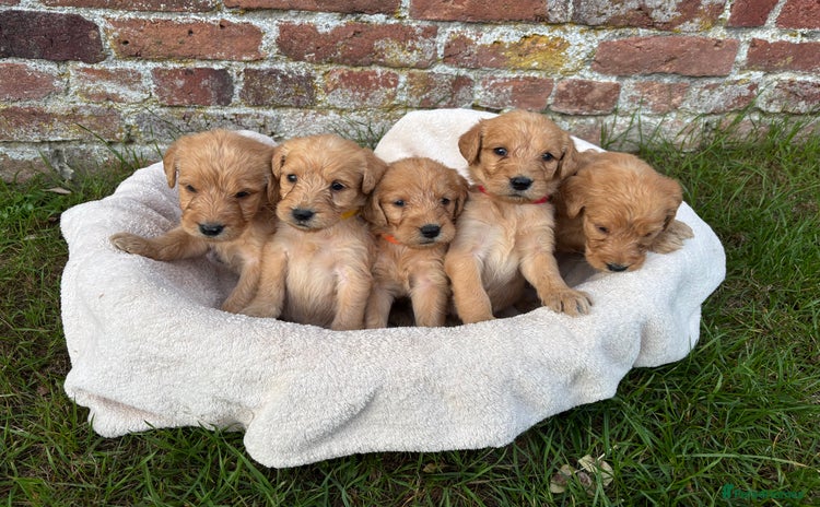 Labradoodle dogs - Advert 4