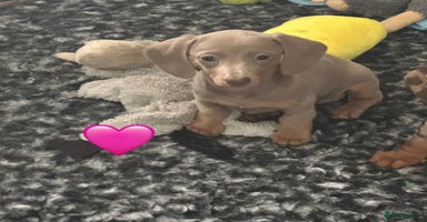 Miniature Dachshund dogs - Advert 15