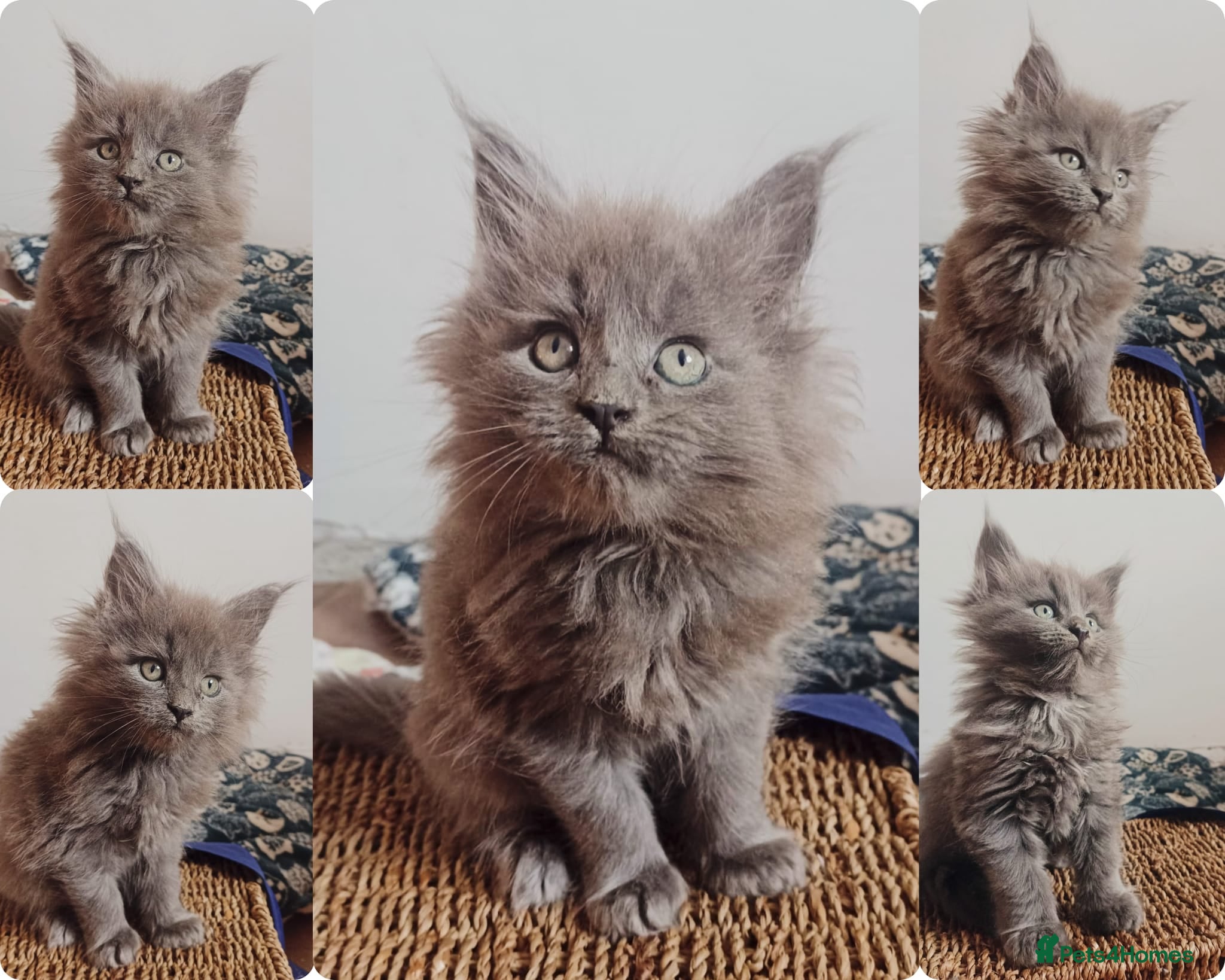 Maine Coon cats Blue Maine coon kittens + DNA health tested  - Advert 4