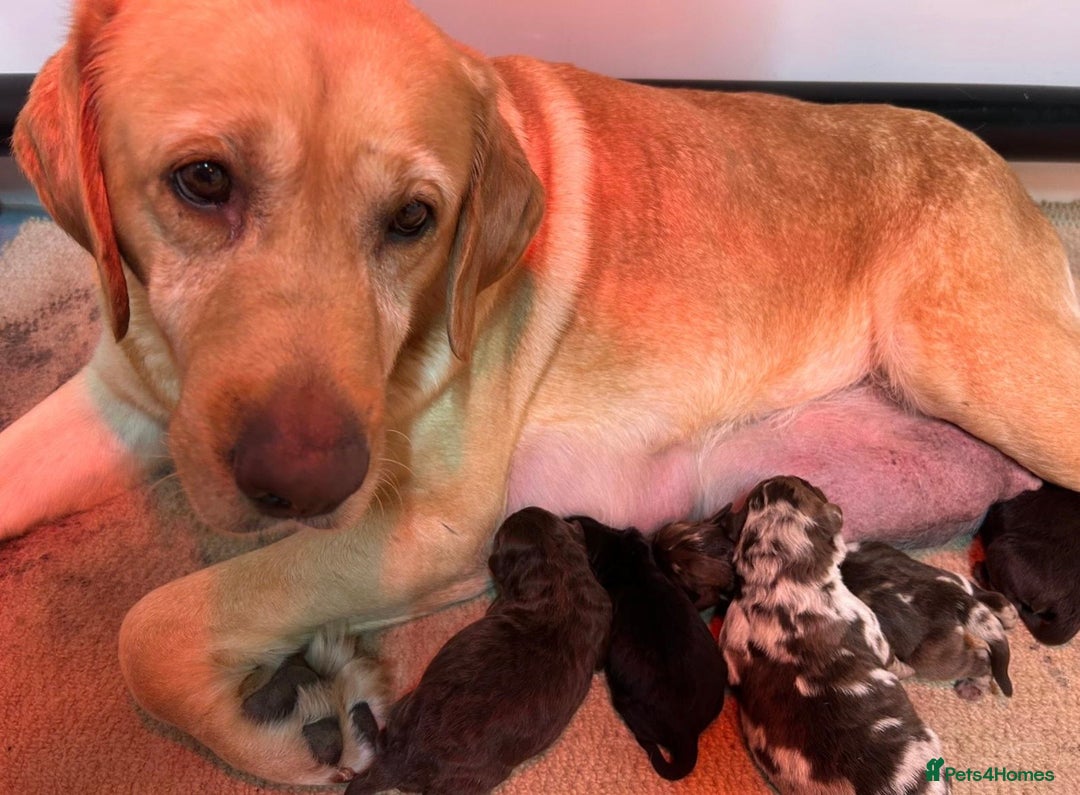 Labradoodle dogs for sale: Chocolate & chocolate Merle Miniature Labradoodles - Advert 13