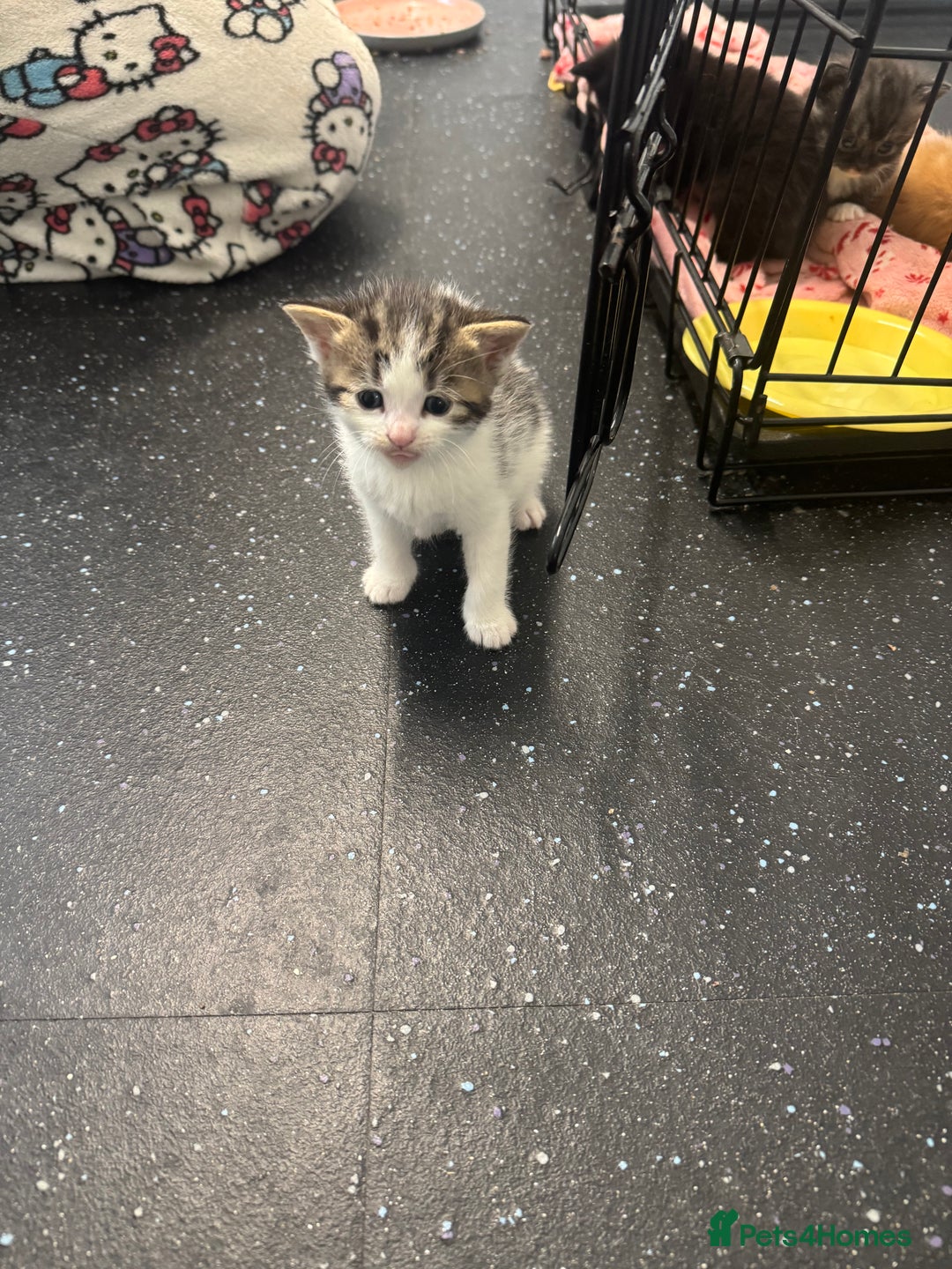 British Shorthair cats for sale: Beautiful fluffy kittens  - Advert 18