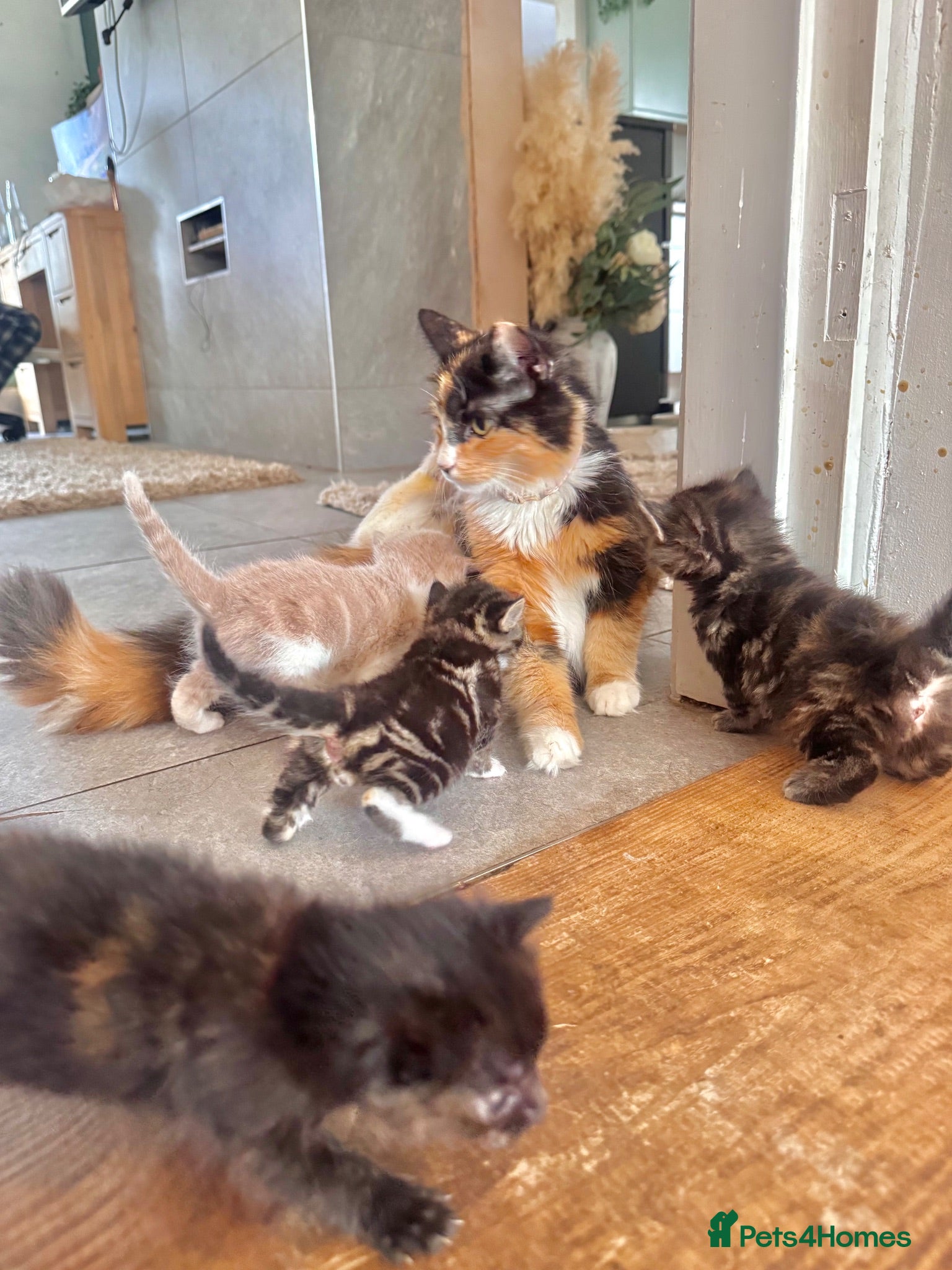 Mixed Breed cats 4 Stunning Friendly Fluffy Kittens x Ragdoll - Advert 1
