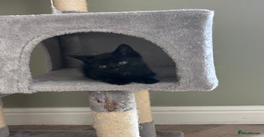 Mixed Breed cats - Advert 12