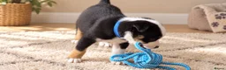 Mixed Breed dogs for sale: 🐾BULLDOG X BORDER COLLIE PUPPIES - Advert 24