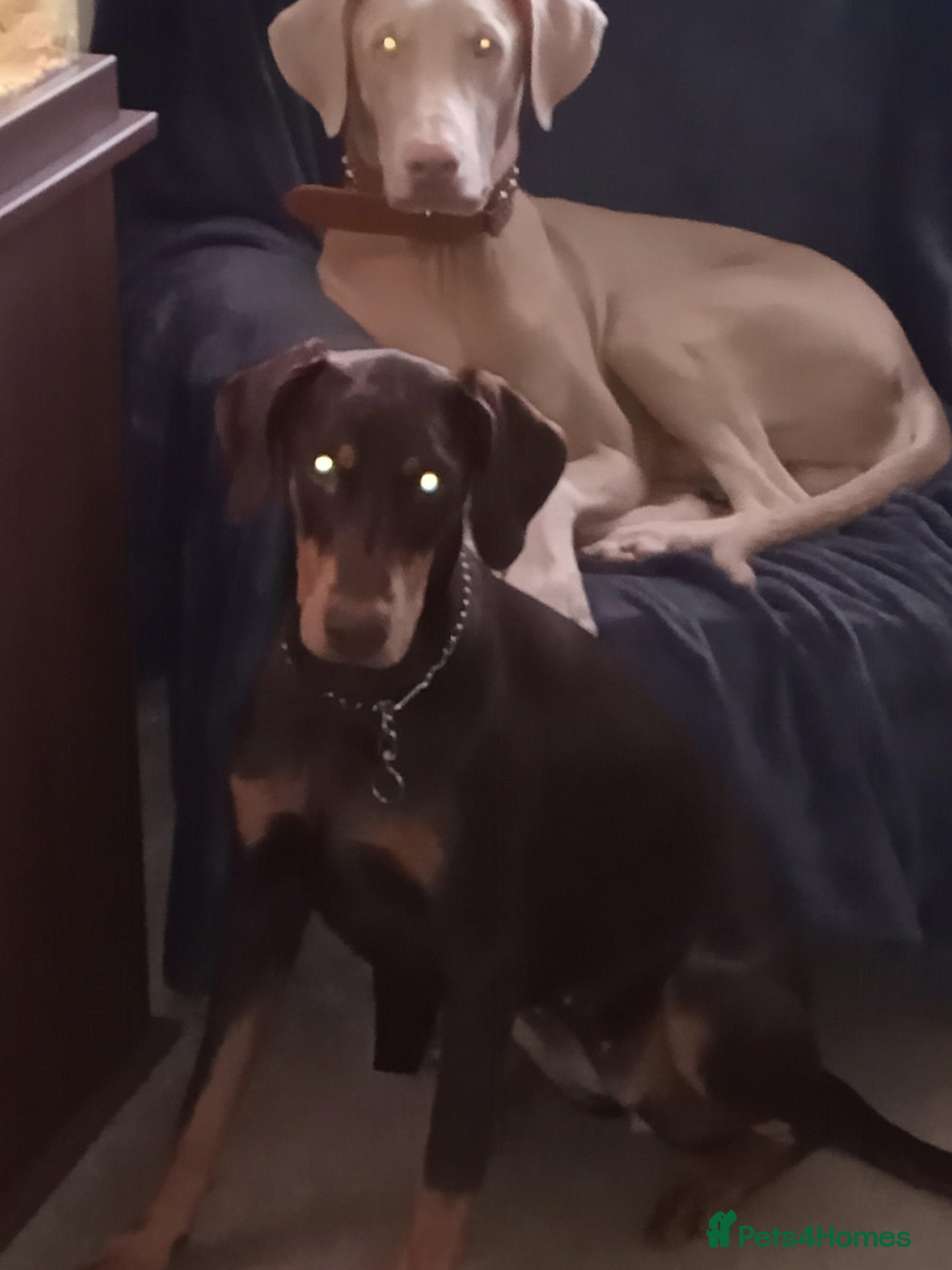 Dobermann dogs White/ luisiastic albino male doberman  - Advert 1