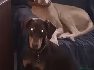 Dobermann dogs White/ luisiastic albino male doberman - Advert 1