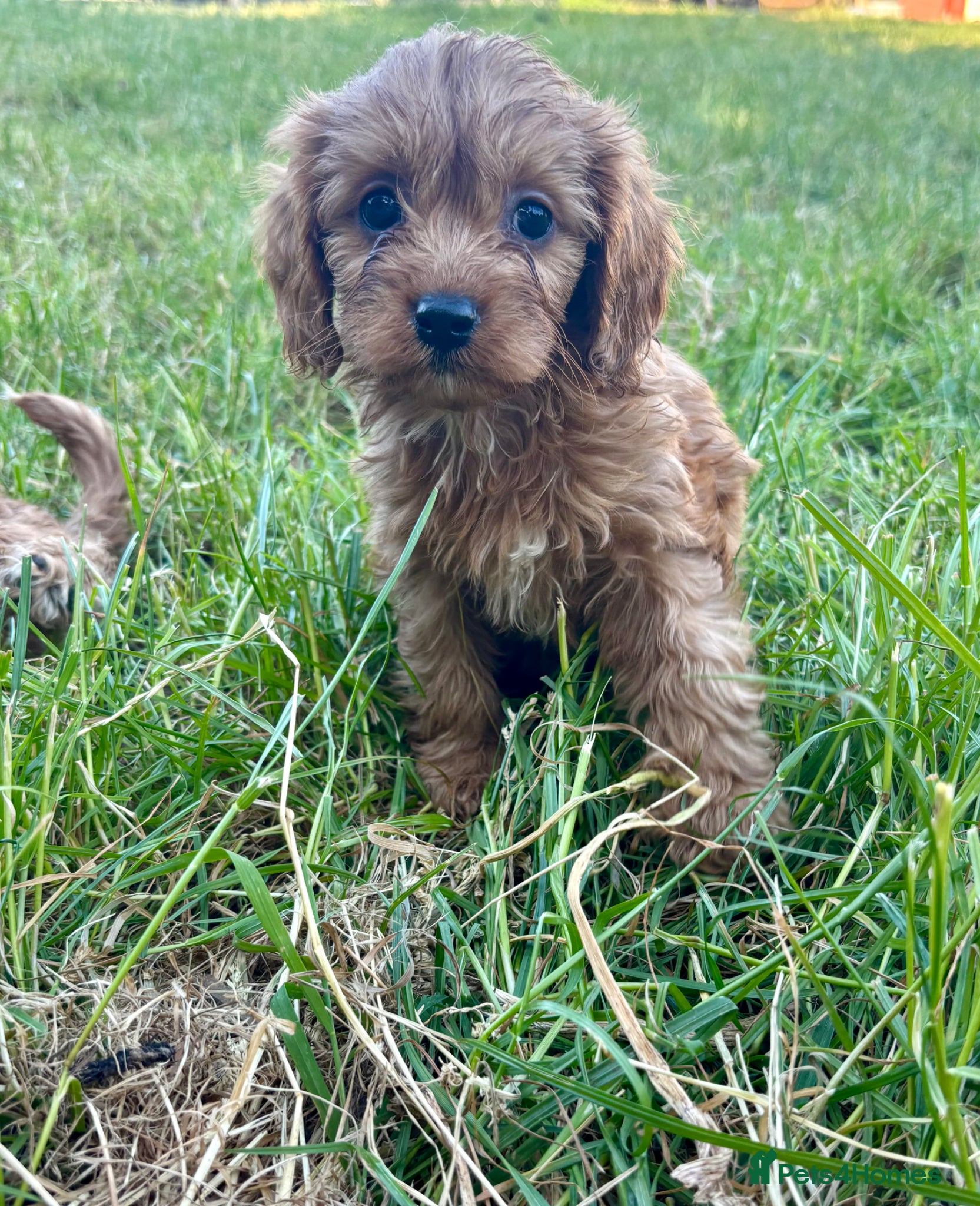 Cavapoo dogs for sale: Beautiful red girls and boys available  in Sittingbourne - Advert 3