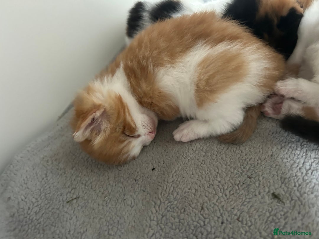 Mixed Breed cats for sale: 3 kittens for sale  - Image 2
