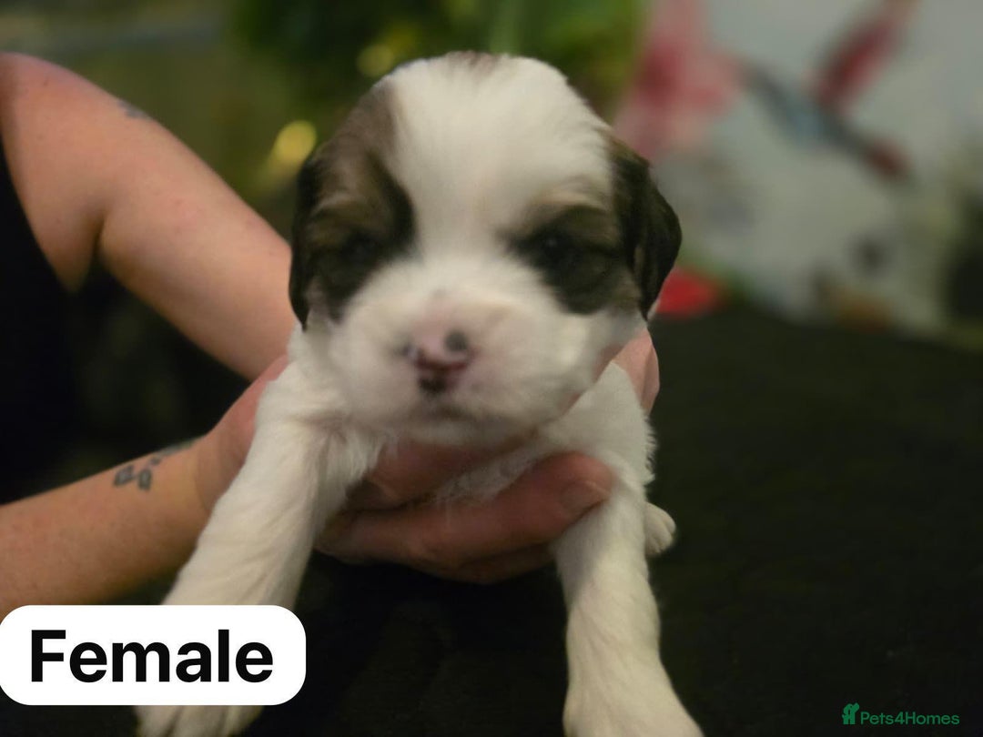 Mixed Breed dogs for sale: Shorkie cross lhasa apso pups - Advert 3