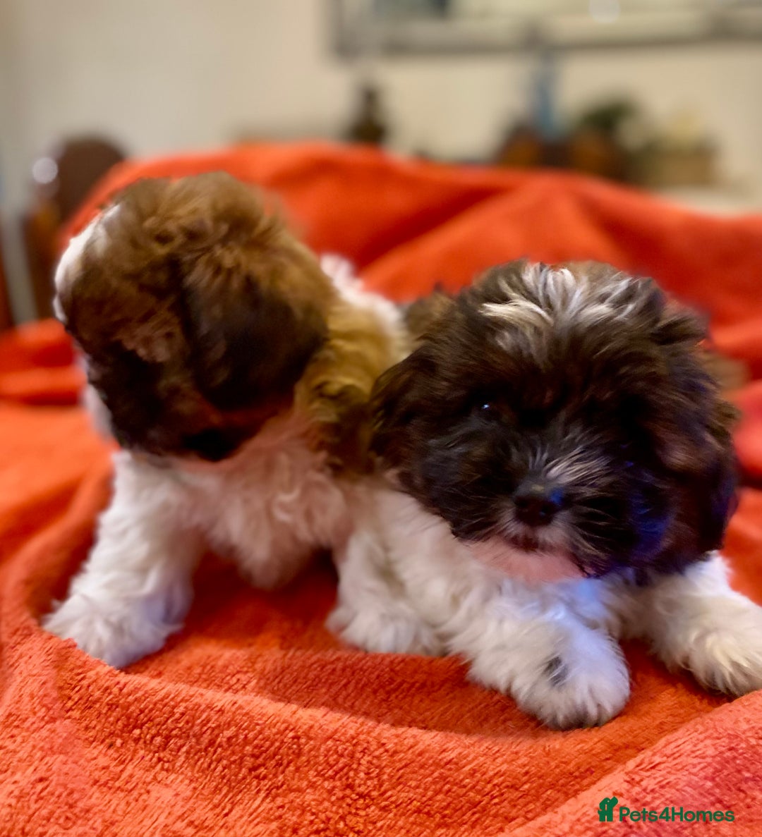 Shihpoo dogs for sale: ADORABLE SHIPOO PUPPIES - Advert 15