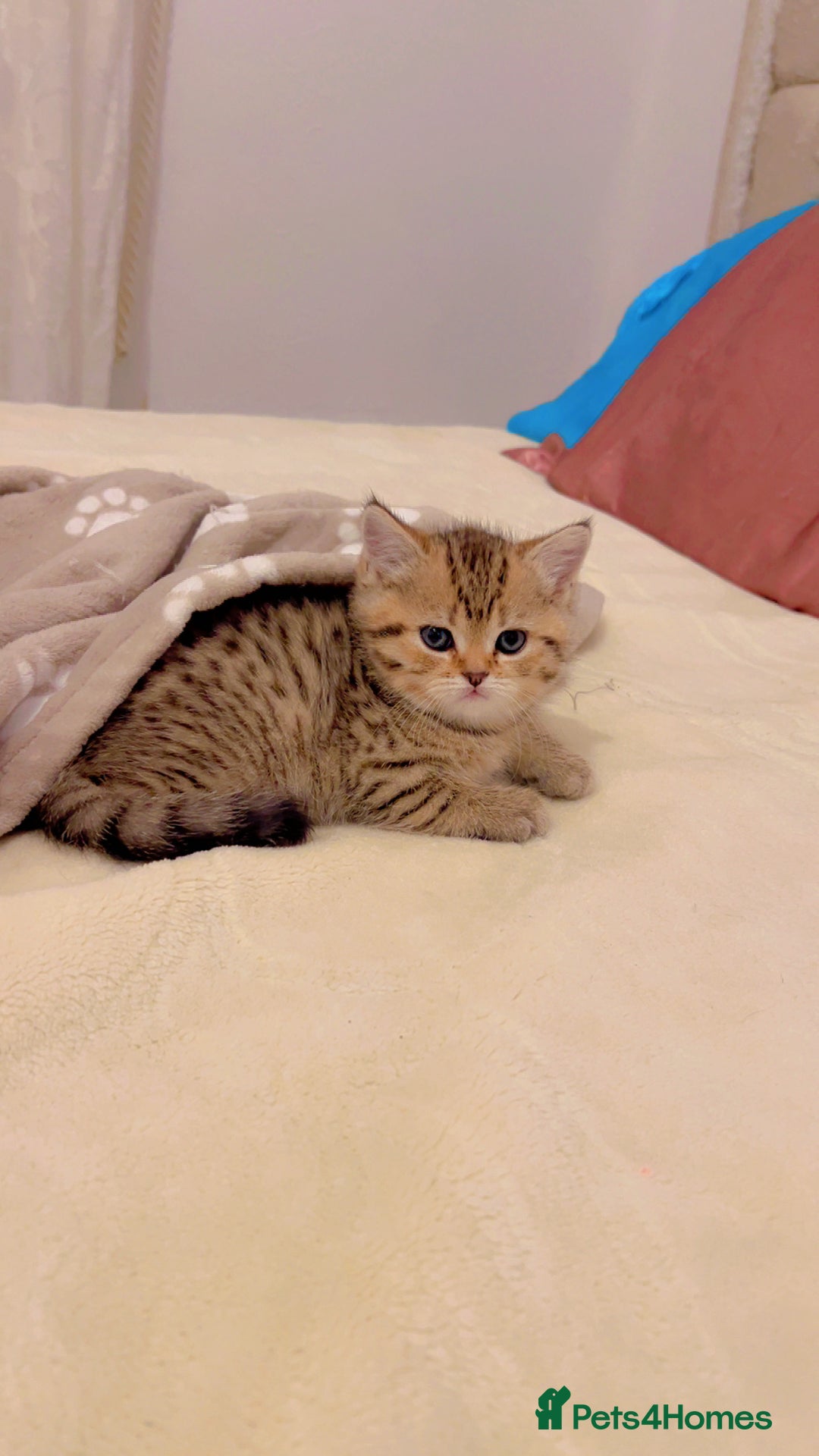 British Shorthair cats for sale: British short hair for sale kitten❤️ - Advert 4