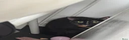 Domestic Shorthair cats for sale:  Pixie & Shadow Bonded Sisters - Advert 10