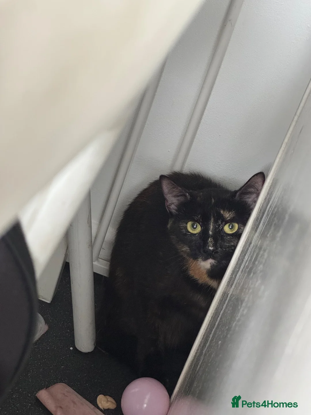 Domestic Shorthair cats for sale:  Pixie & Shadow Bonded Sisters - Advert 10