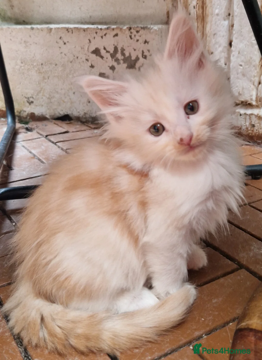 Mixed Breed cats for sale: mix Mainecoon - female - Advert 2
