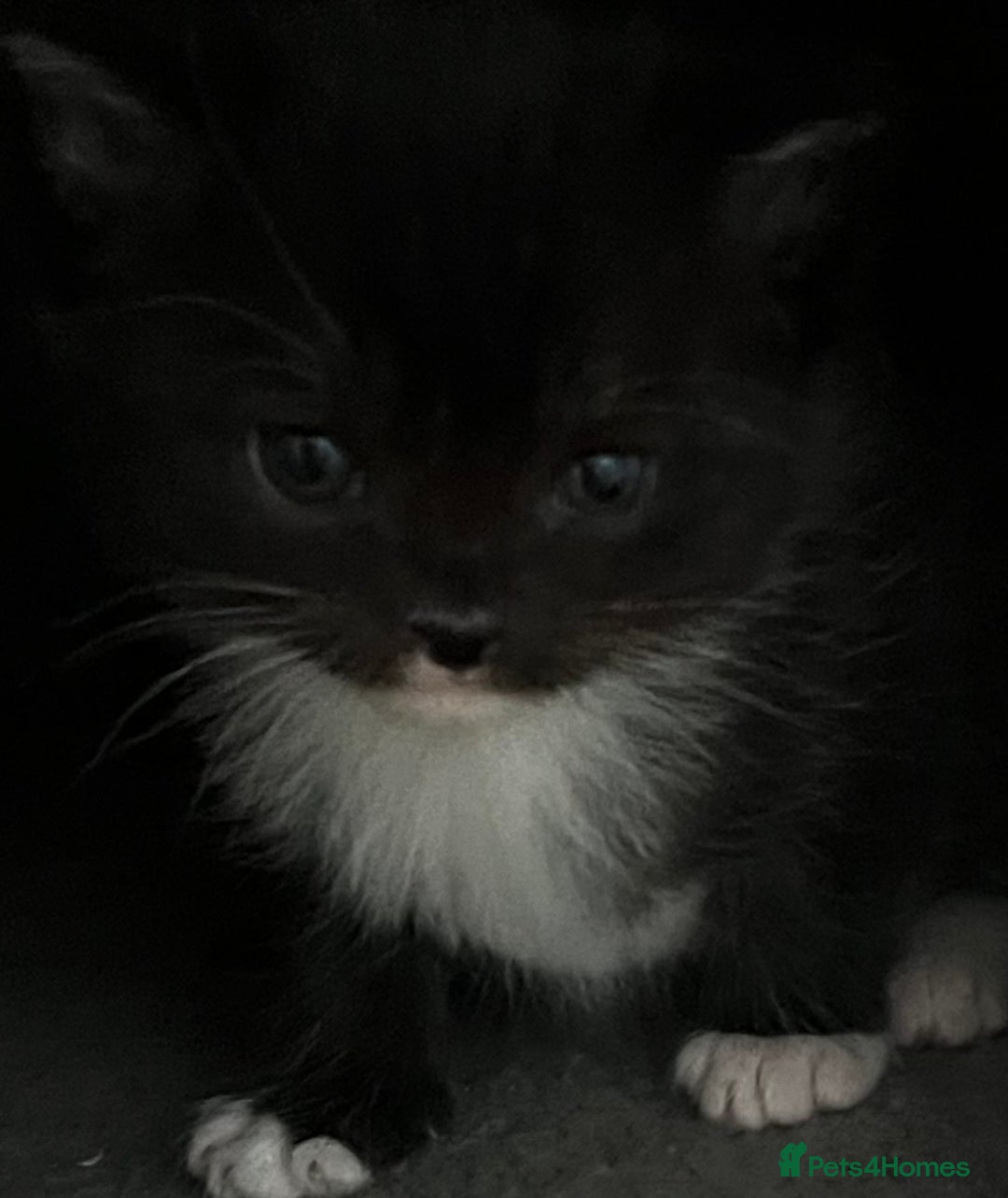 Mixed Breed cats for sale: CLEMENTINE’S CUTIES - (MUM with BENGAL)   - Advert 30