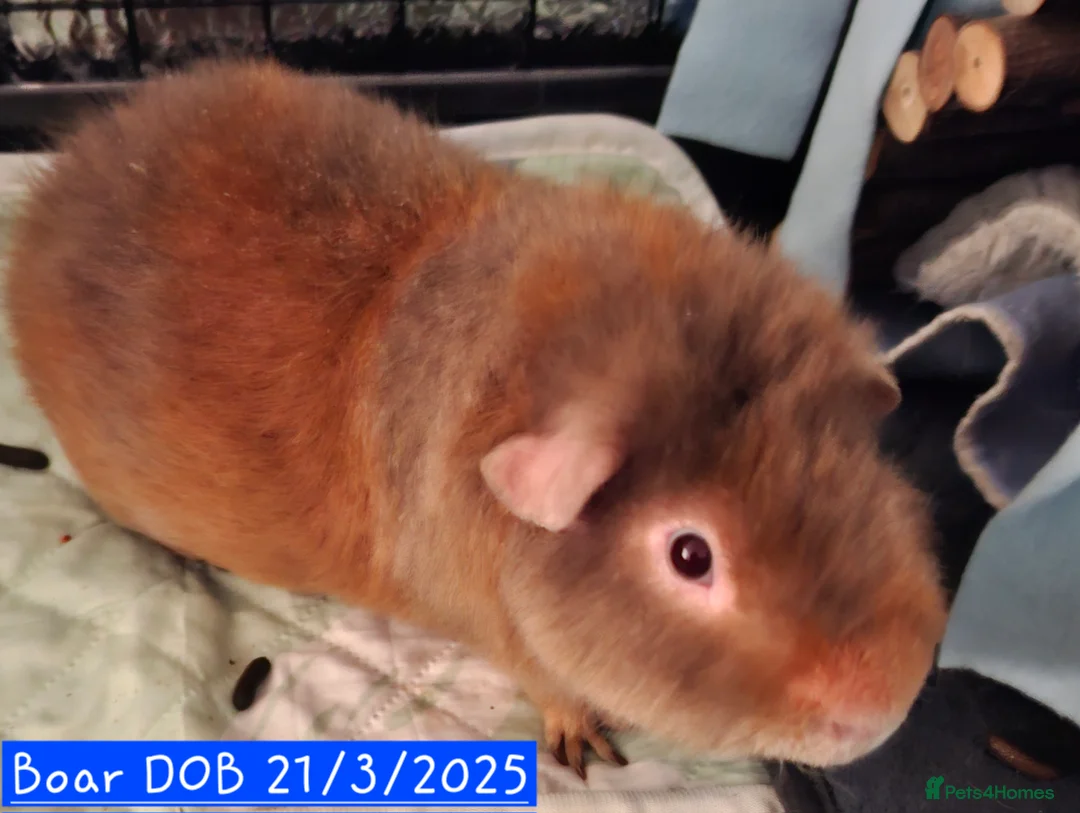 Guinea Pig rodents for sale: Sow and boar Pure Teddy Guinea pigs  - Advert 5