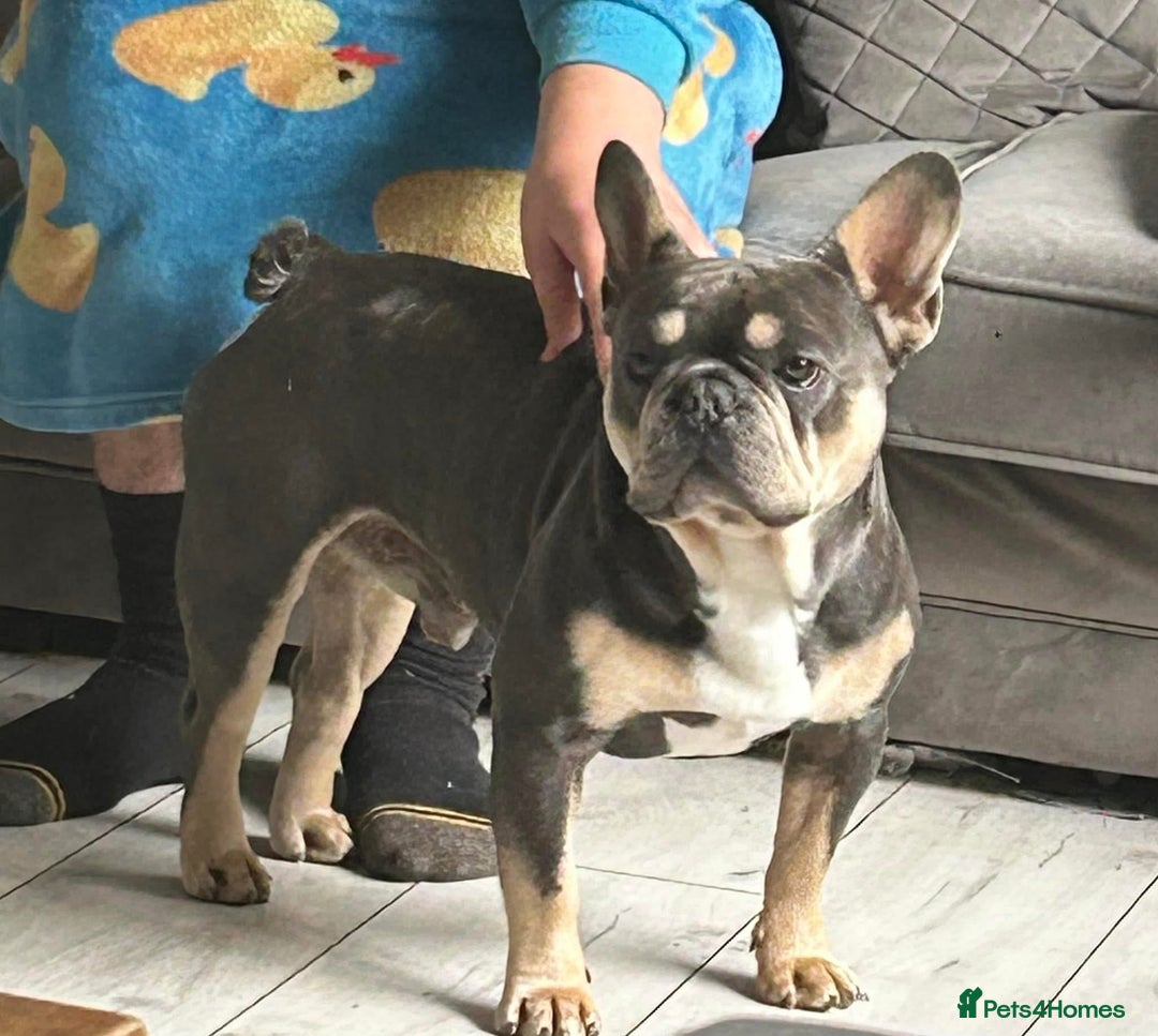 French Bulldog dogs for sale: Male blue and tan French bulldog - Image 2