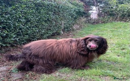 Sprocker dogs for stud: Dexter Sprocker - Image 2