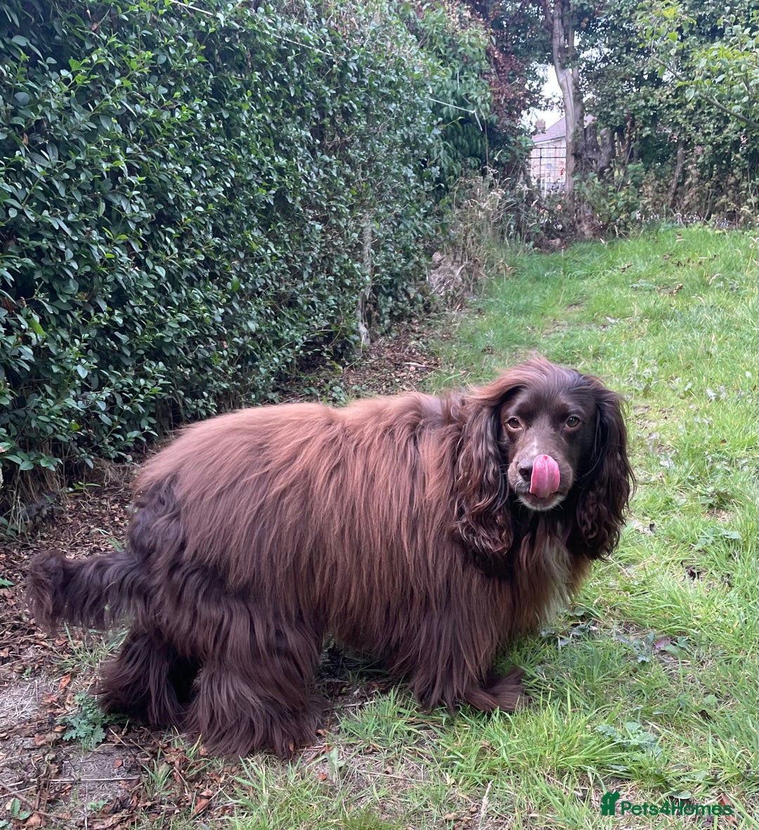 Sprocker dogs for stud: Dexter Sprocker - Image 2