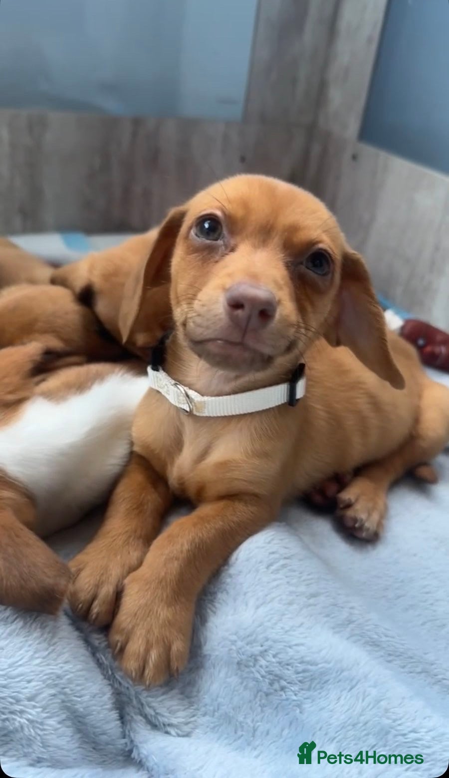 Chiweenie dogs Chiweenies chihuahua x mini dachshund  - Advert 1