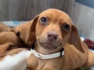 Chiweenie dogs Chiweenies chihuahua x mini dachshund - Advert 5