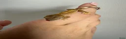 Gecko reptiles for sale: Baby crested gecko’s  - Advert 18