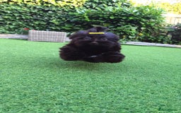 Yorkshire Terrier dogs for sale: Beautiful Yorkshire terrier -1Girl & 1Boy Left🐾 in Billericay - Image 21