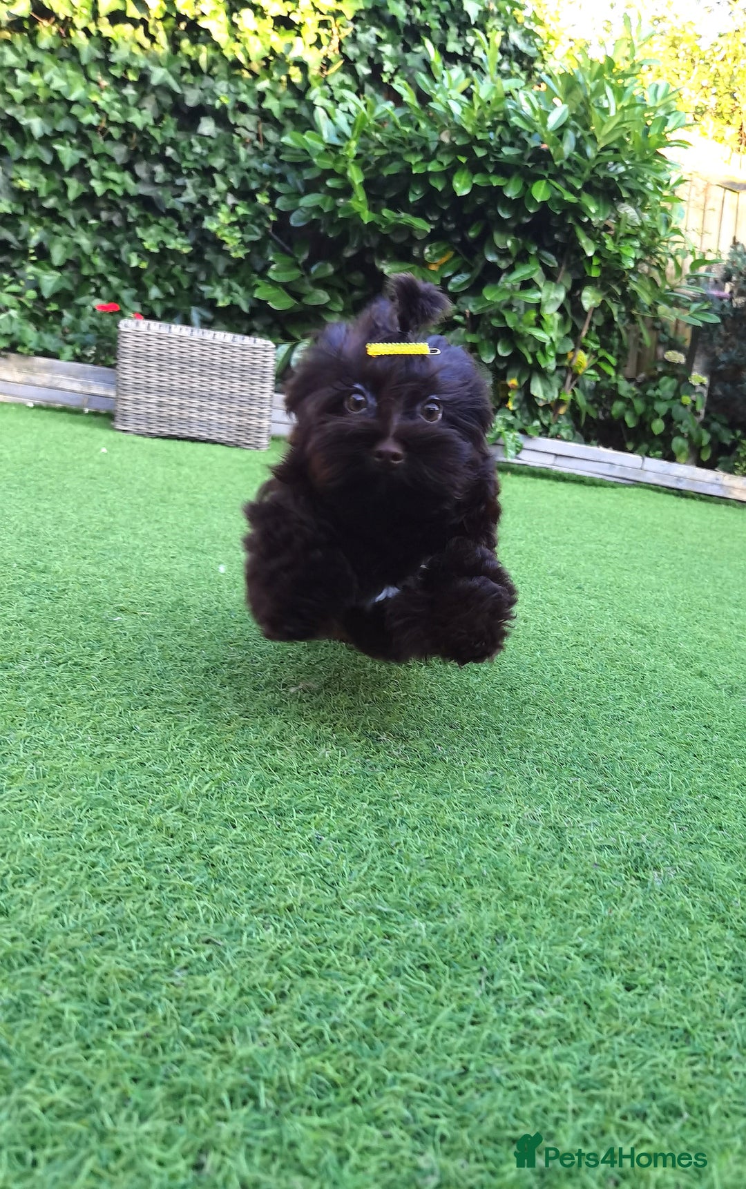 Yorkshire Terrier dogs for sale: Beautiful Yorkshire terrier -1Girl & 1Boy Left🐾 in Billericay - Image 21