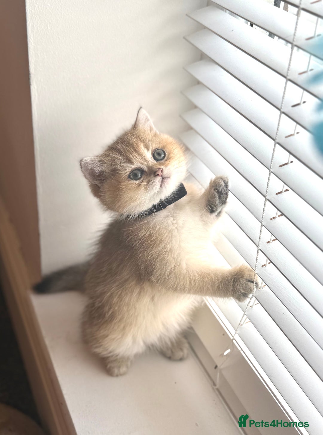 Scottish Fold cats for sale: 😻Pure breed Stunning Scottish straight angels 😻 - Image 9