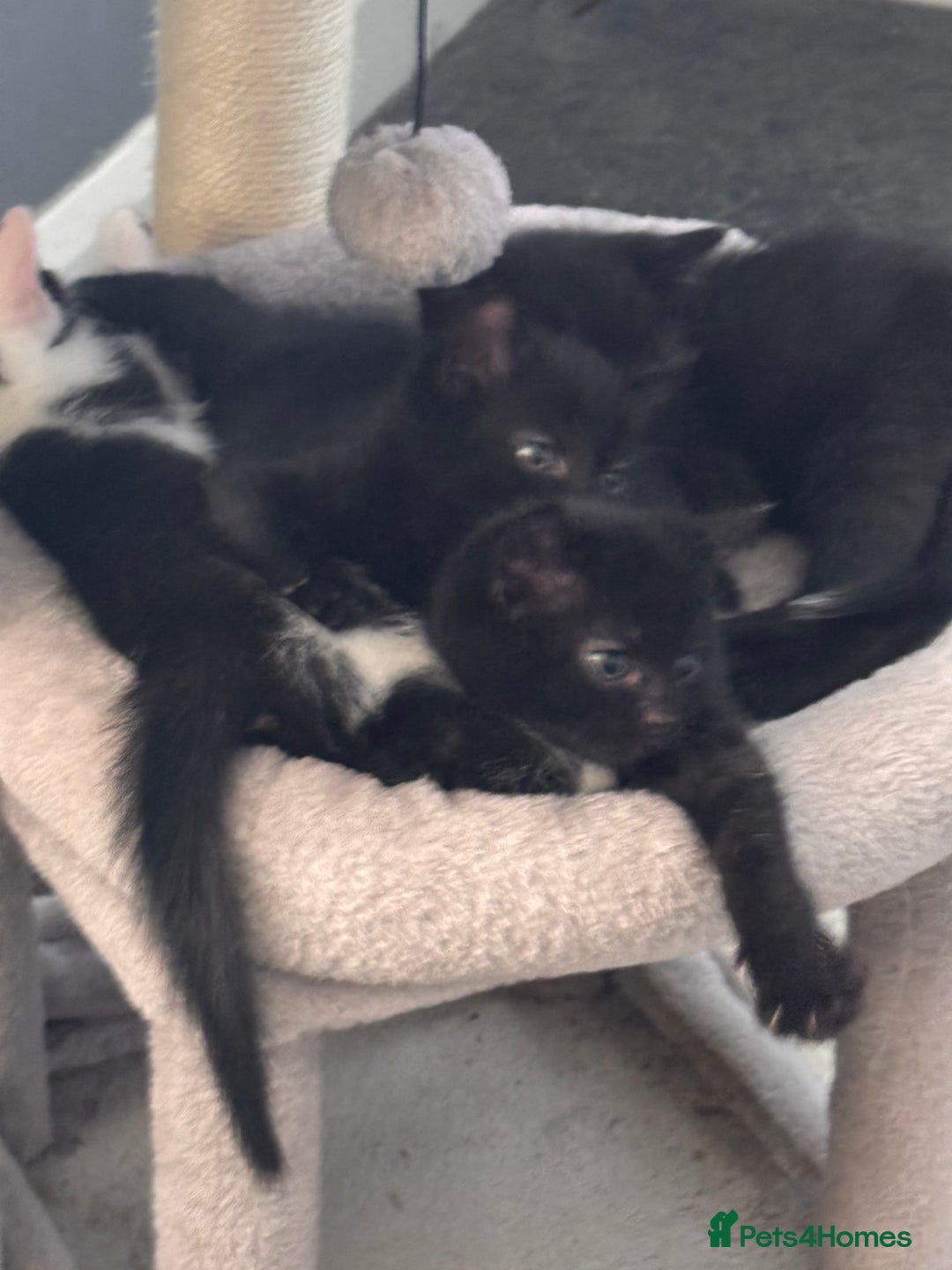 Mixed Breed cats for sale: Kittens - Image 13