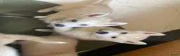 Siberian Husky dogs for sale: Stunning husky puppies - RARE white/cream  - Advert 27