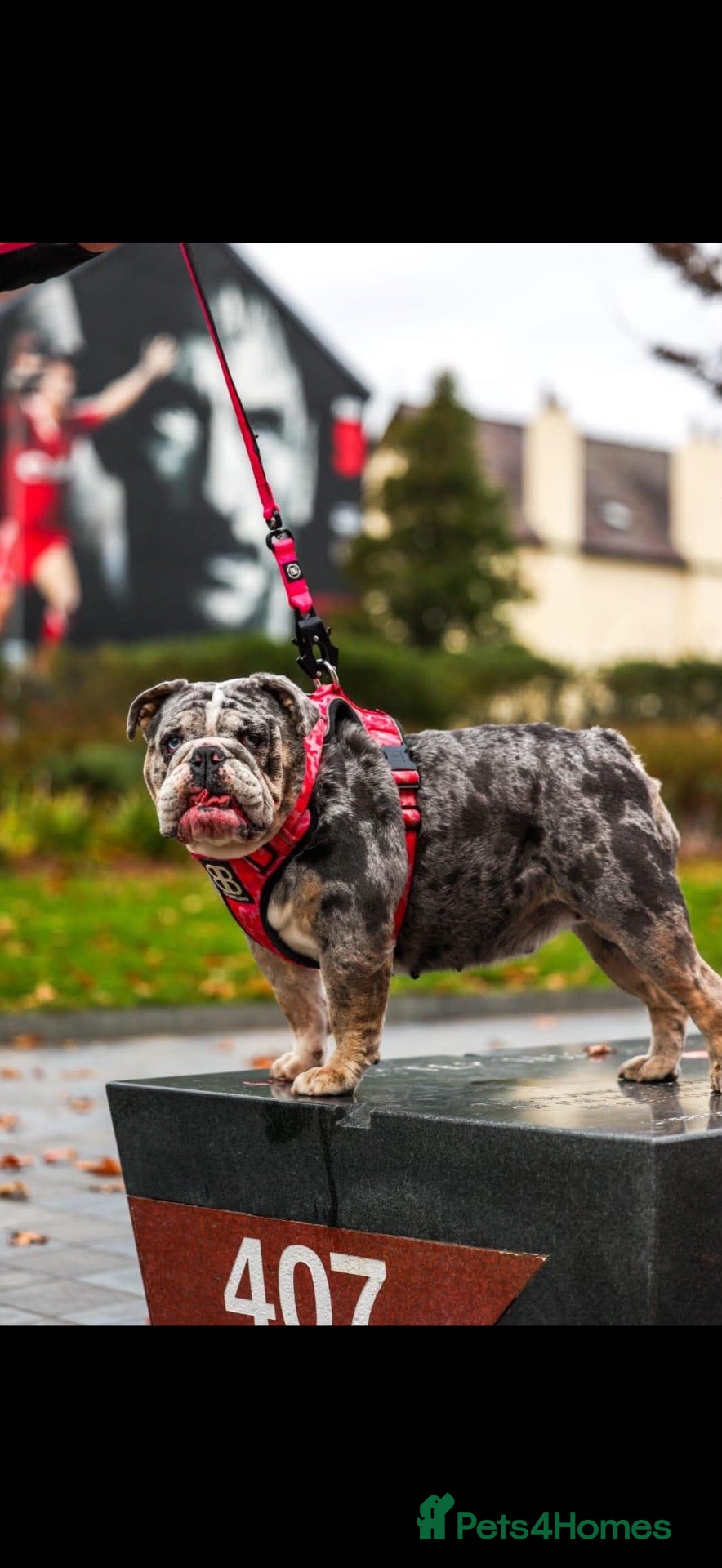 English Bulldog dogs DWKC Registered unspayed Merle bitch - Advert 4