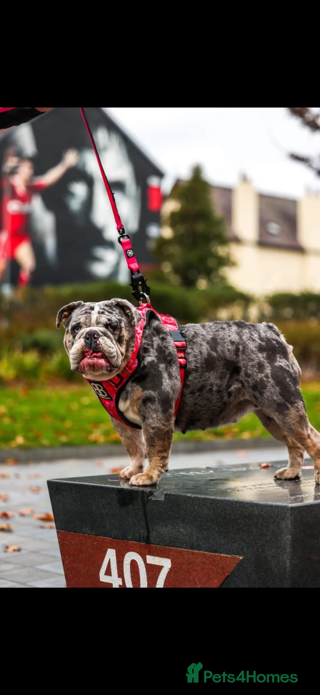 English Bulldog dogs for sale: DWKC Registered unspayed Merle bitch - Advert 1