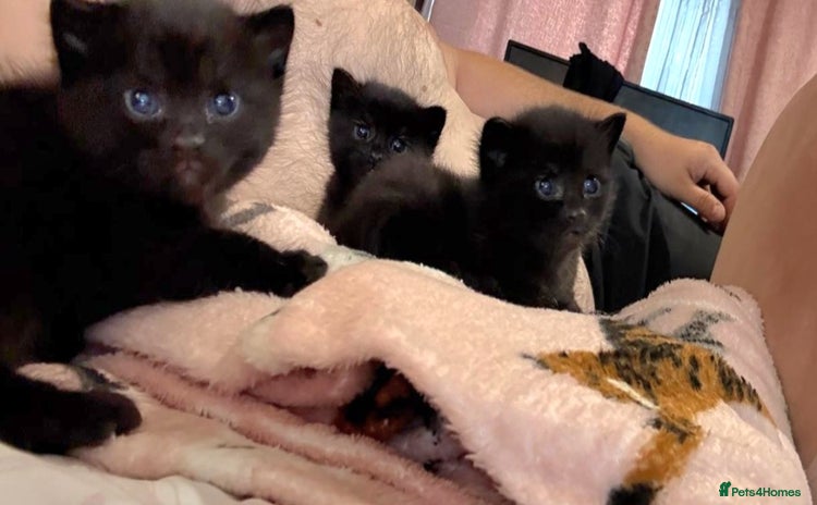 Mixed Breed cats - Advert 13
