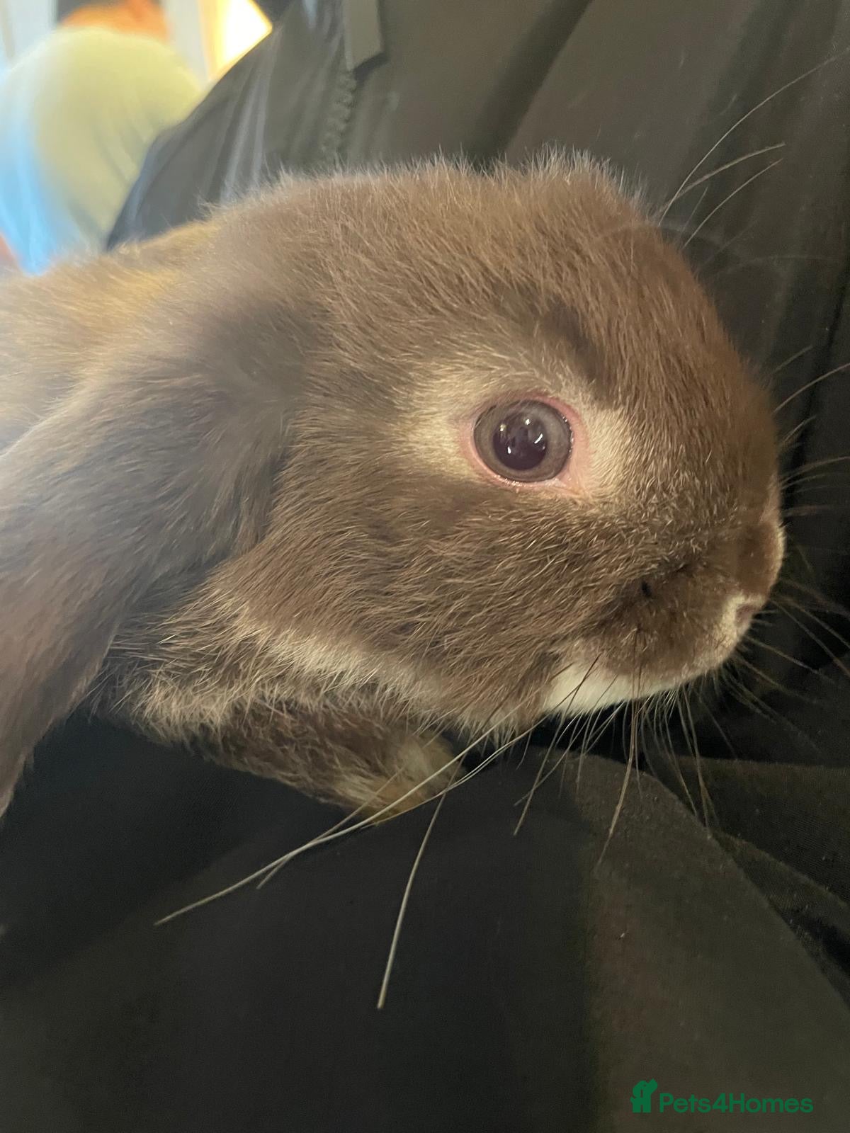 Mini Lop rabbits Ready to go mini lop - Advert 20