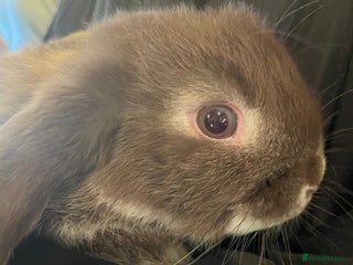 Mini Lop rabbits Ready to go mini lop - Advert 1